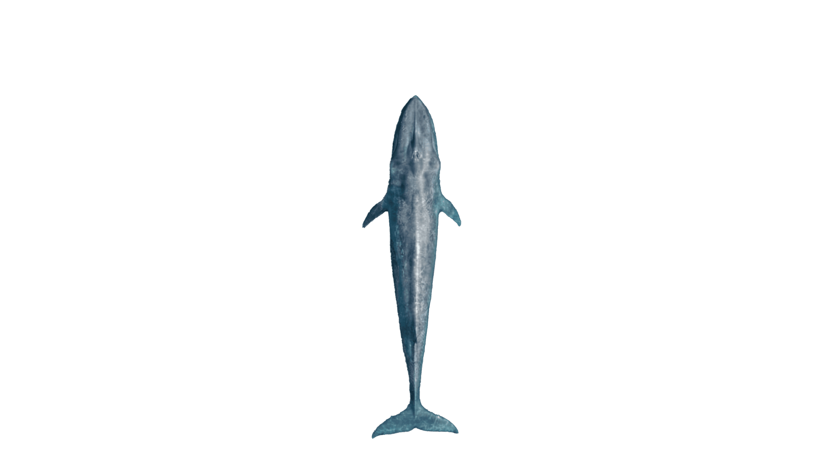 Floating Whale